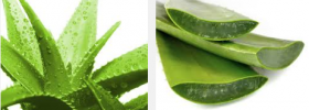 aloe_vera_for_back_acne